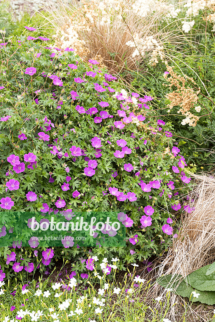 651302 - Blutroter Storchschnabel (Geranium sanguineum 'Max Frei')