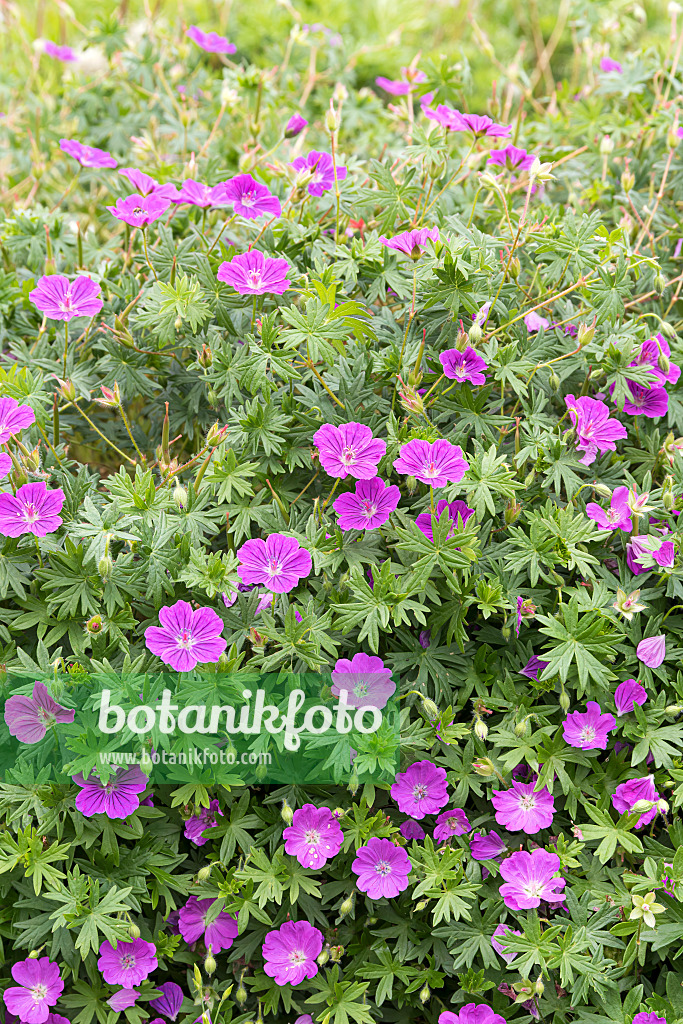 651304 - Blutroter Storchschnabel (Geranium sanguineum 'Max Frei')
