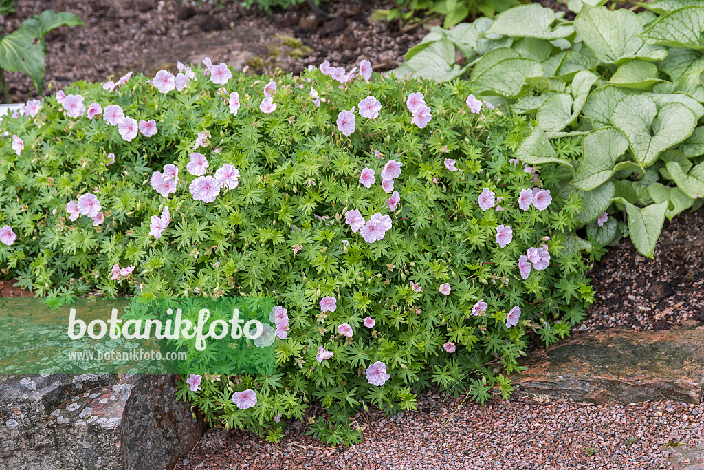 651305 - Blutroter Storchschnabel (Geranium sanguineum var. striatum)
