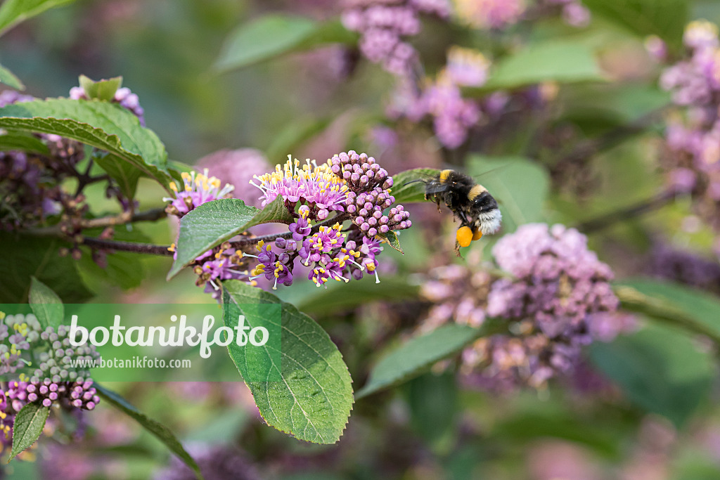 651131 - Bodinier's beautyberry (Callicarpa bodinieri 'Profusion')