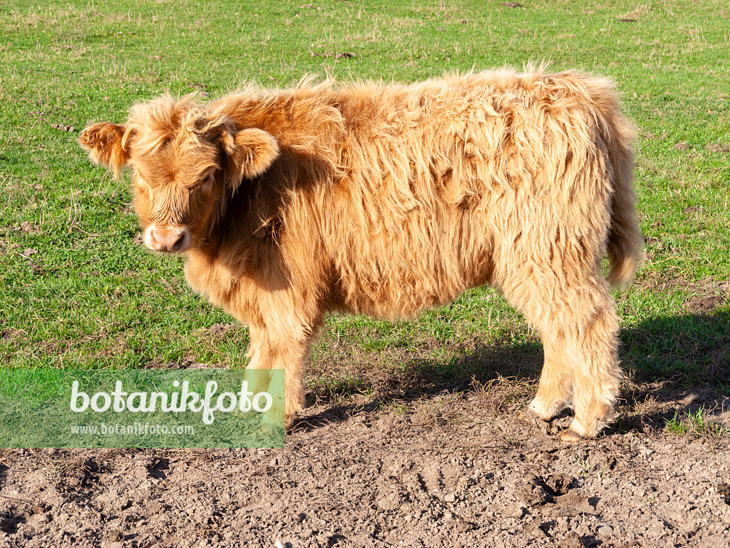 525459 - Bœuf d'Écosse (Bos taurus)