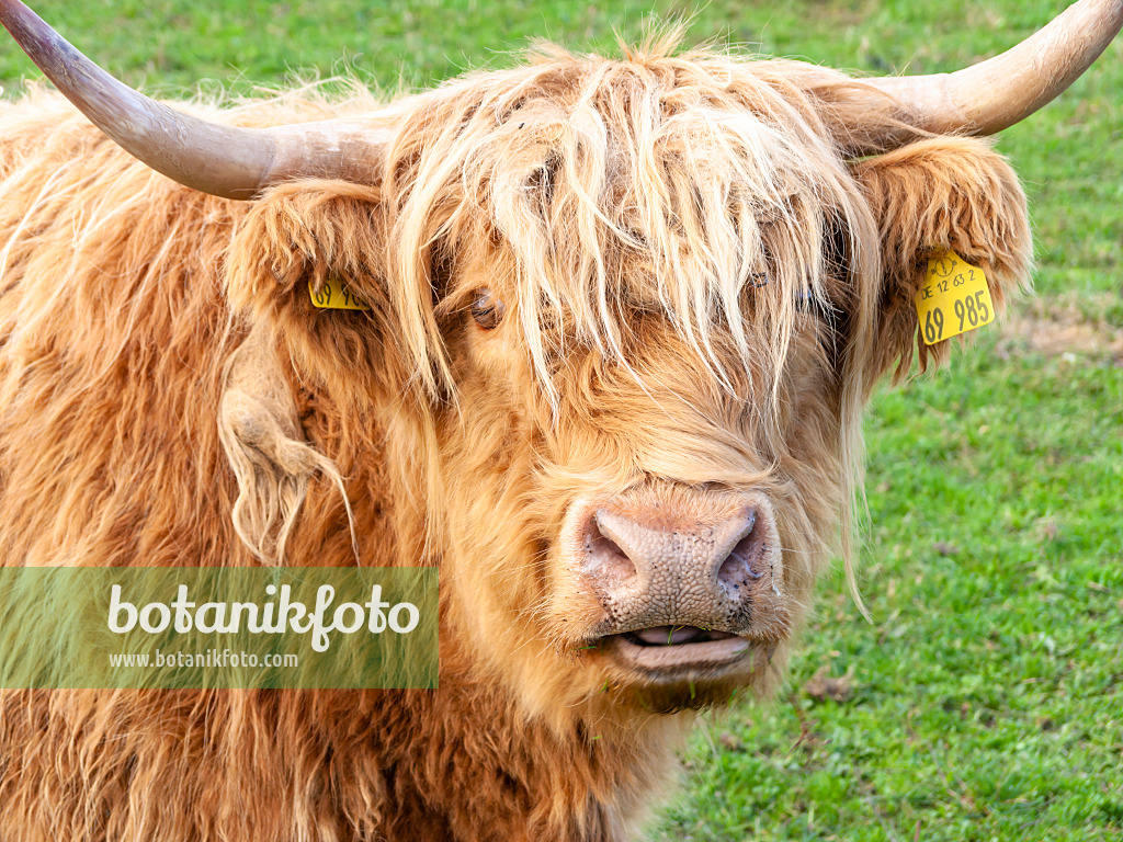 525233 - Bœuf d'Écosse (Bos taurus) avec des oreilles marquées regarde la caméra avec intérêt