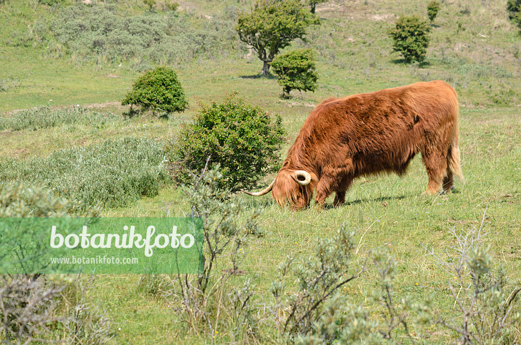 533580 - Bœuf d'Écosse (Bos taurus), parc national de Zuid-Kennemerland, Pays-Bas
