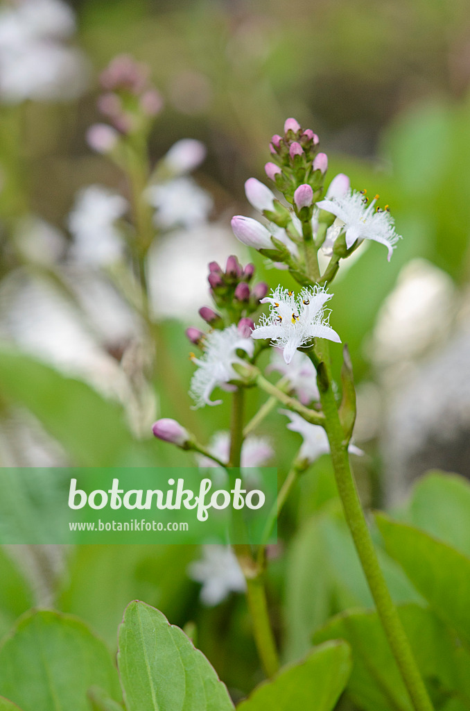 520050 - Bog-bean (Menyanthes trifoliata)