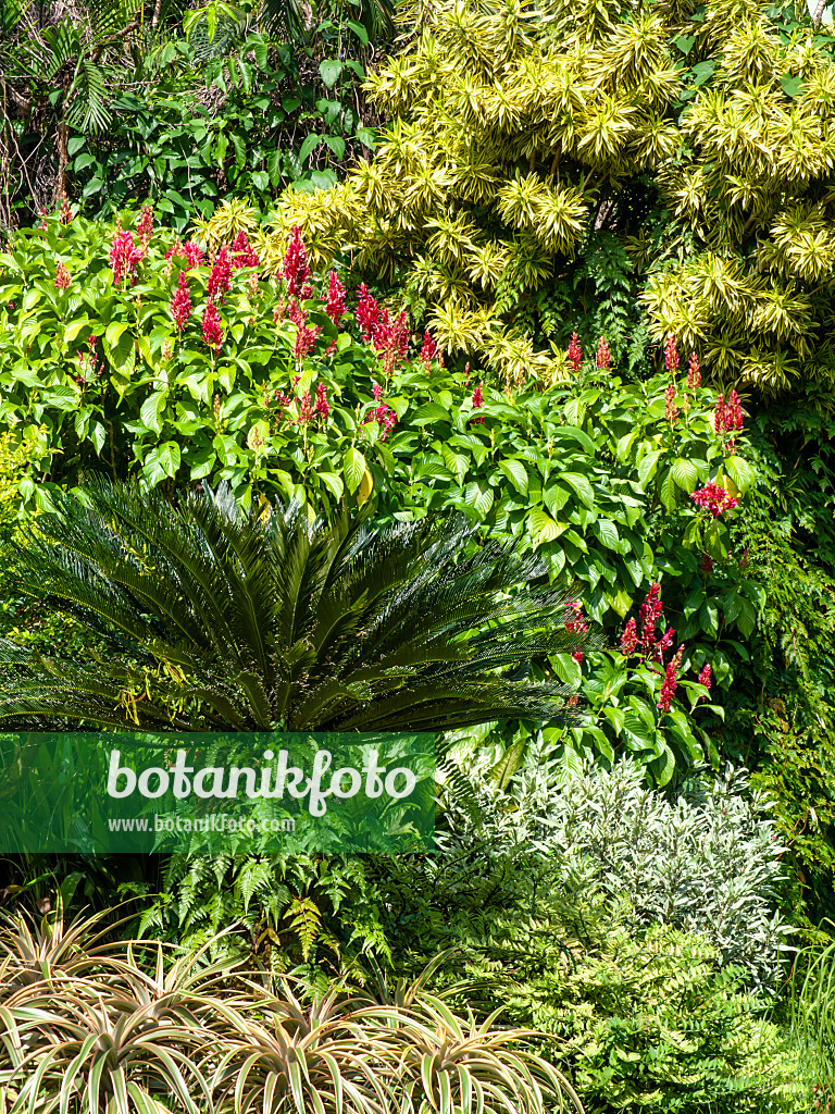 434109 - Bois de chandelle (Dracaena reflexa)