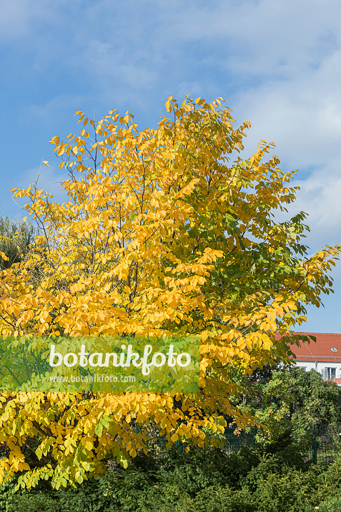 664076 - Bois jaunes (Cladrastis kentukea syn. Cladrastis lutea)