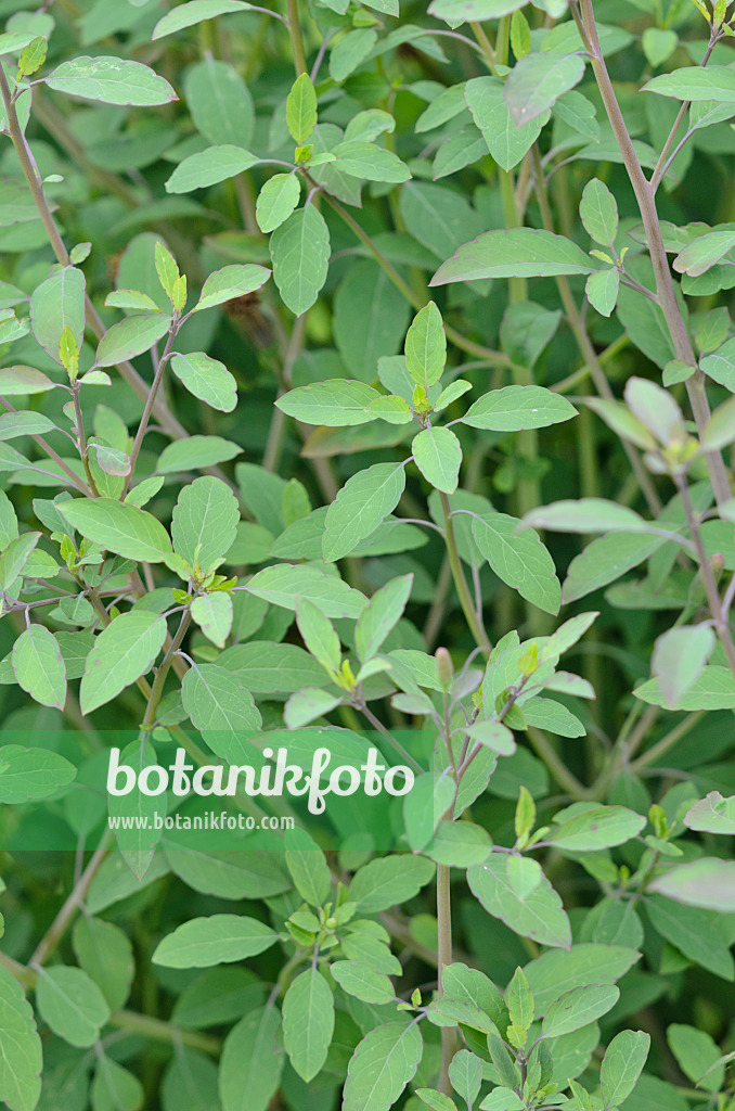 534463 - Bolivian coriander (Porophyllum ruderale)
