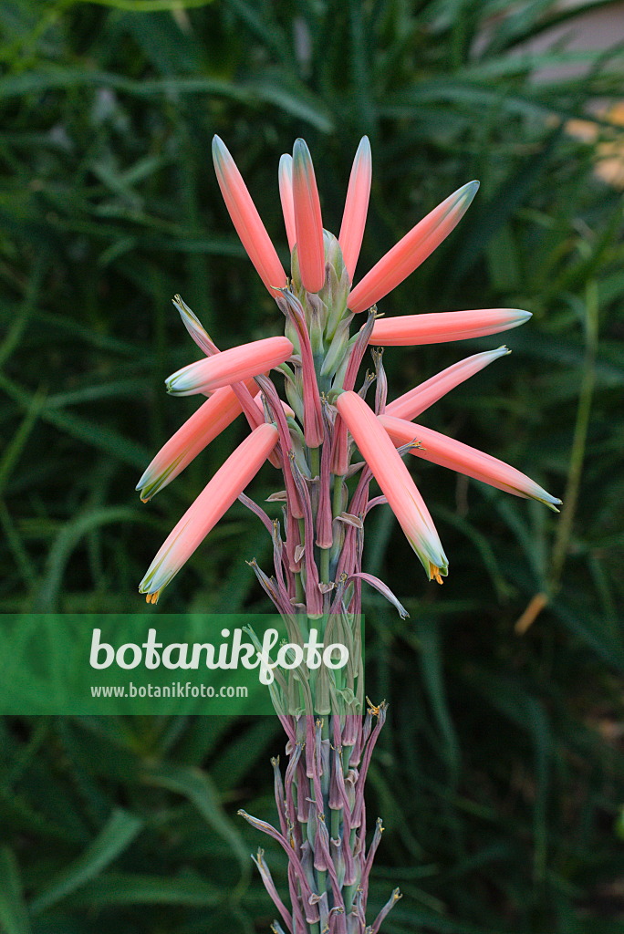 672003 - Book aloe (Aloe suprafoliata)