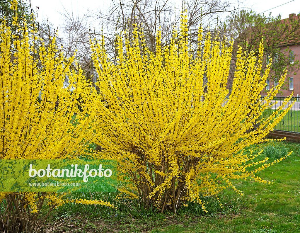 517178 - Border forsythia (Forsythia x intermedia 'Lynwood')