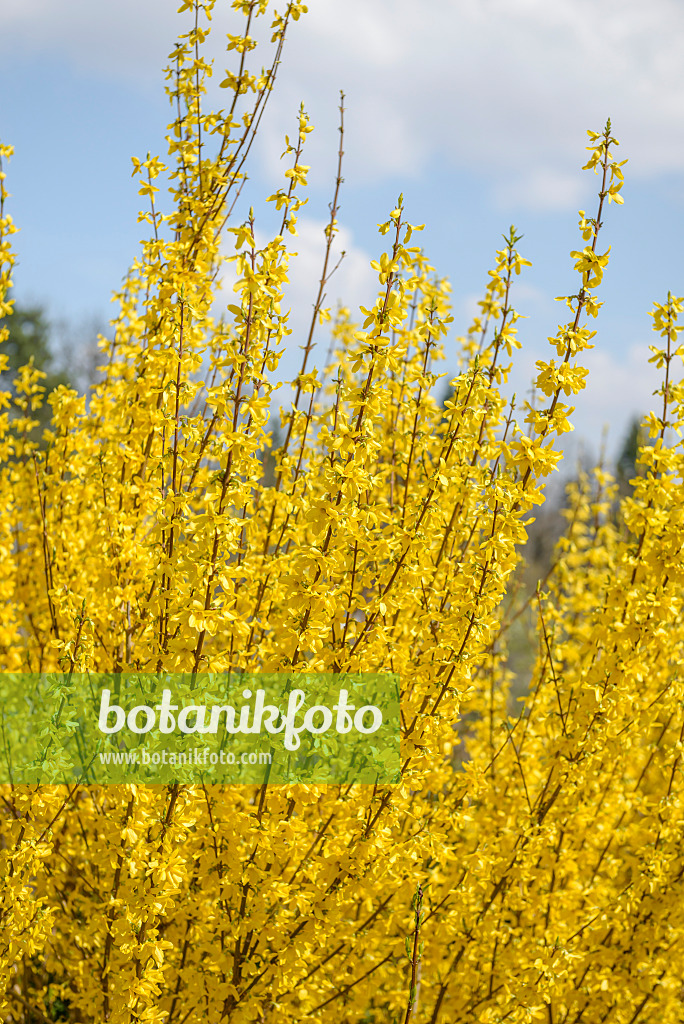 558109 - Border forsythia (Forsythia x intermedia 'Melisa')