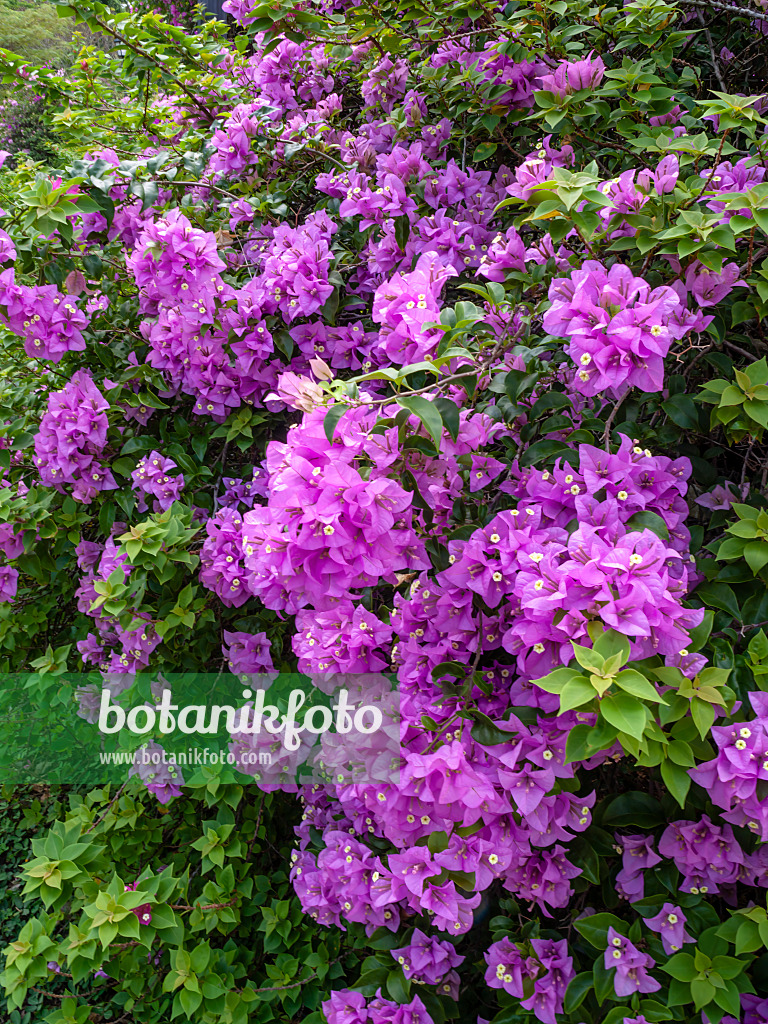434401 - Bougainvillea