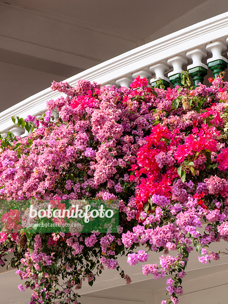 434237 - Bougainvillée (Bougainvillea)