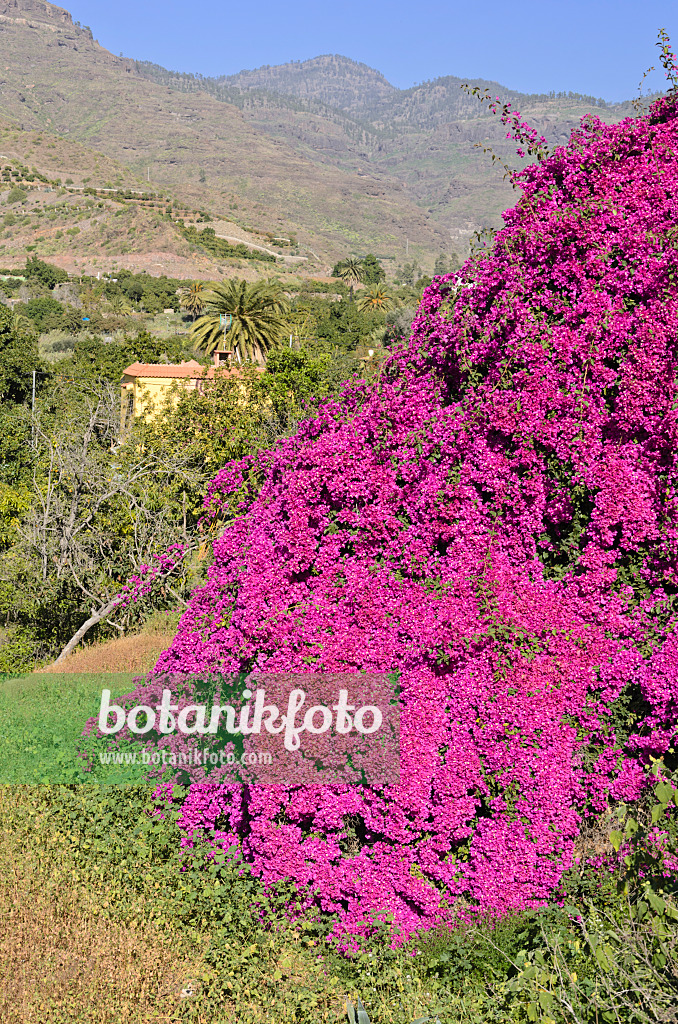 564071 - Bougainvillée (Bougainvillea), Gran Canaria, Espagne