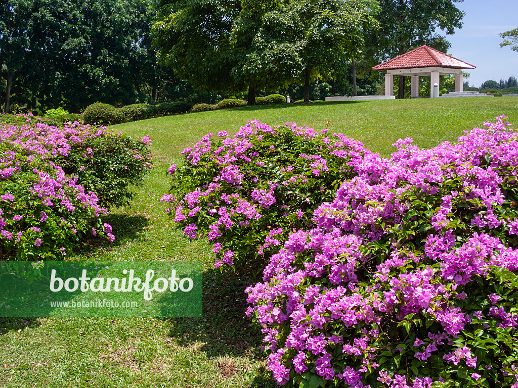 411046 - Bougainvillée (Bougainvillea), Marina City Park, Singapour