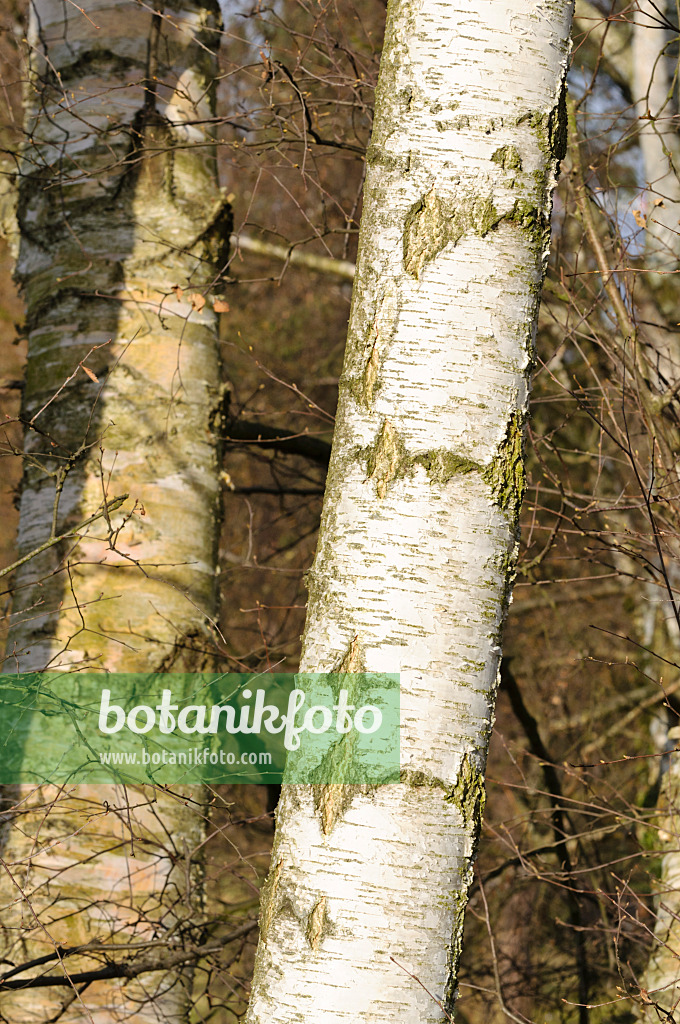 470039 - Bouleau (Betula)