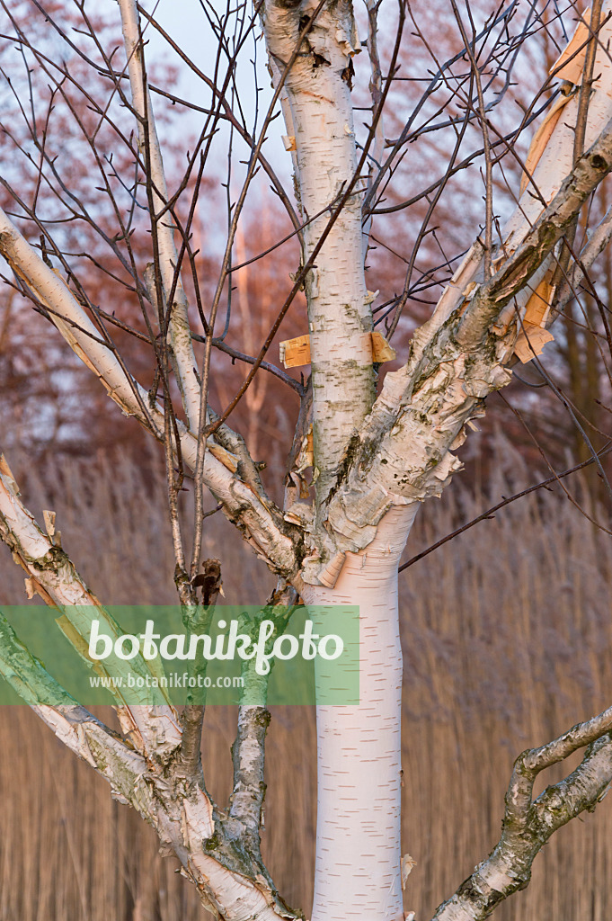 517037 - Bouleau (Betula)