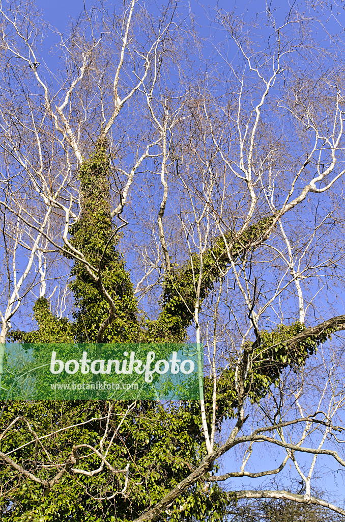 492034 - Bouleau (Betula) et lierre grimpant (Hedera helix)