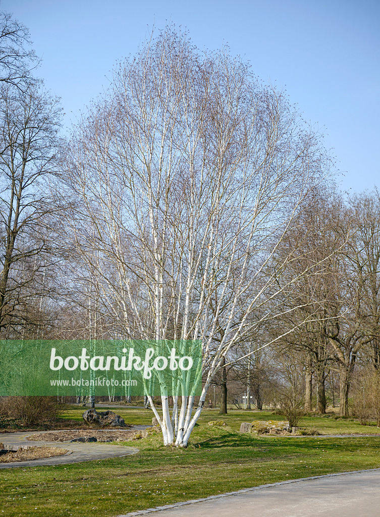 558036 - Bouleau de l'Himalaya (Betula utilis 'Doorenbos')