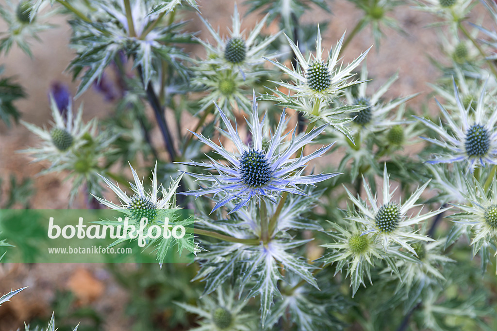651242 - Bourgati's eryngo (Eryngium bourgatii)