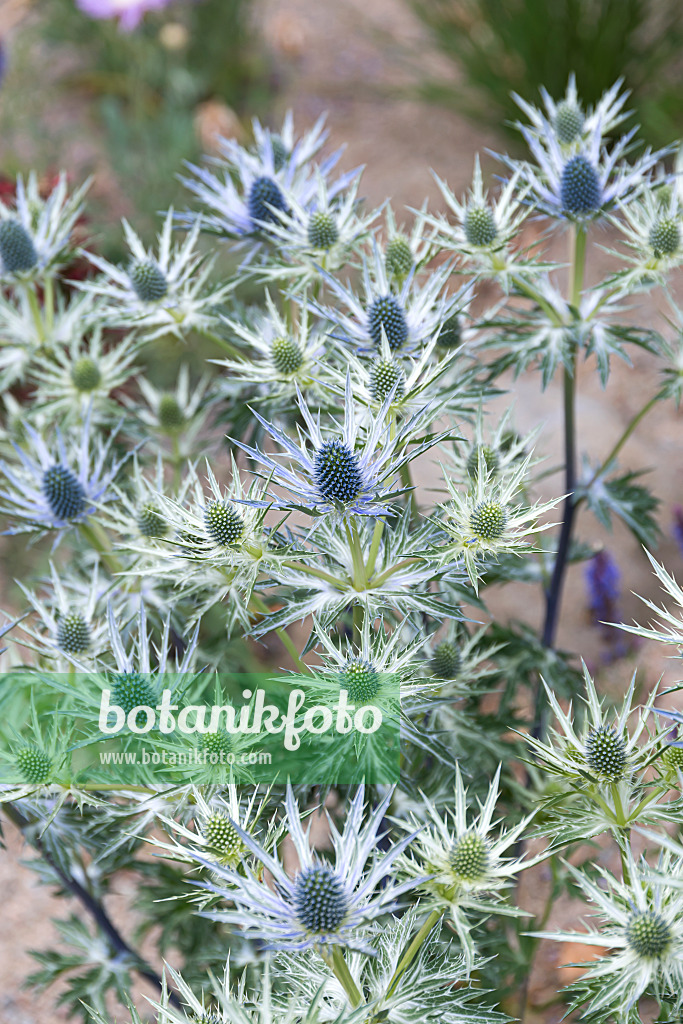 651245 - Bourgati's eryngo (Eryngium bourgatii)