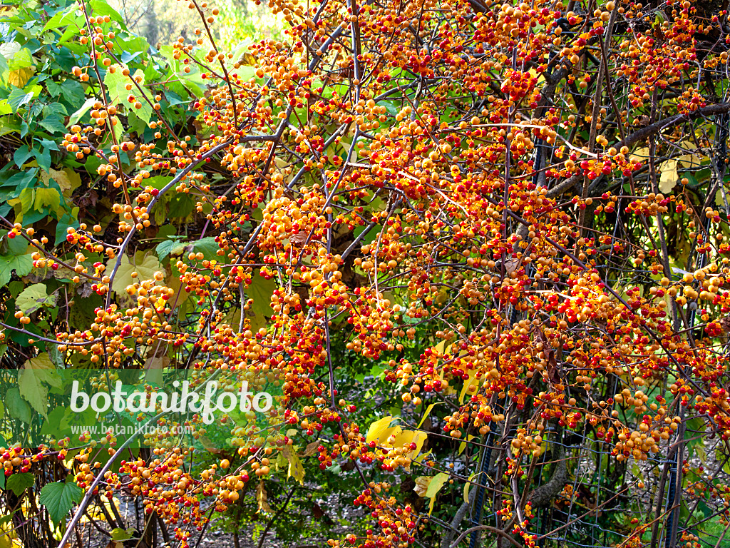 453152 - Bourreau des arbres (Celastrus scandens)