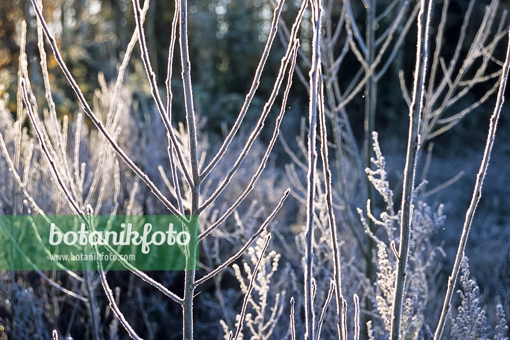 432063 - Branches with hoar frost