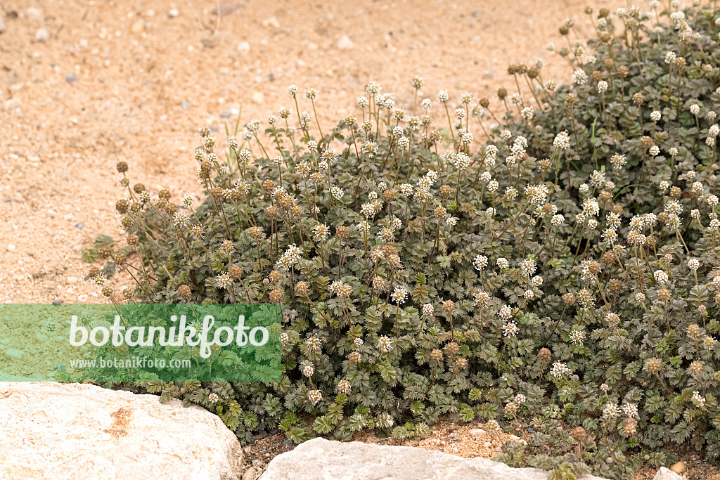 651006 - Braunblättriges Stachelnüsschen (Acaena microphylla 'Kupferteppich')