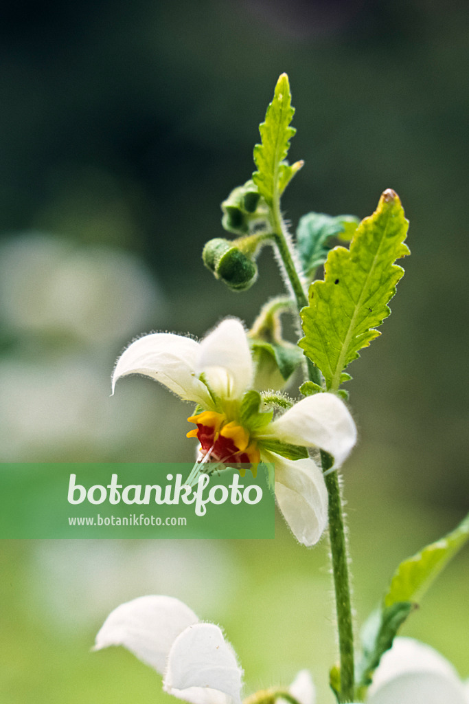 367083 - Brennwinde (Loasa triphylla var. volcanica)