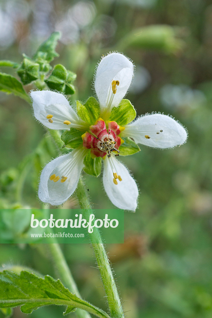 561037 - Brennwinde (Loasa triphylla var. volcanica)