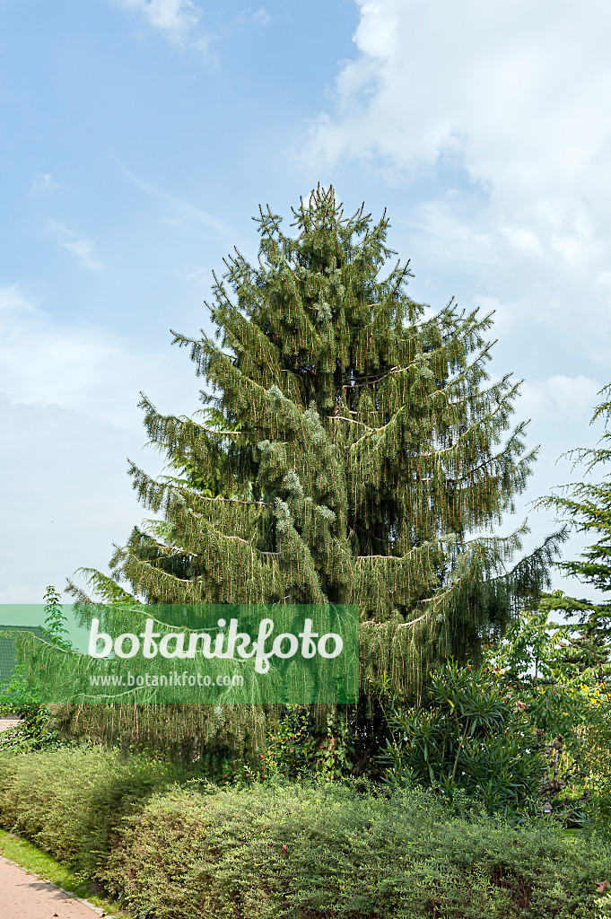 651431 - Brewer's weeping spruce (Picea breweriana)