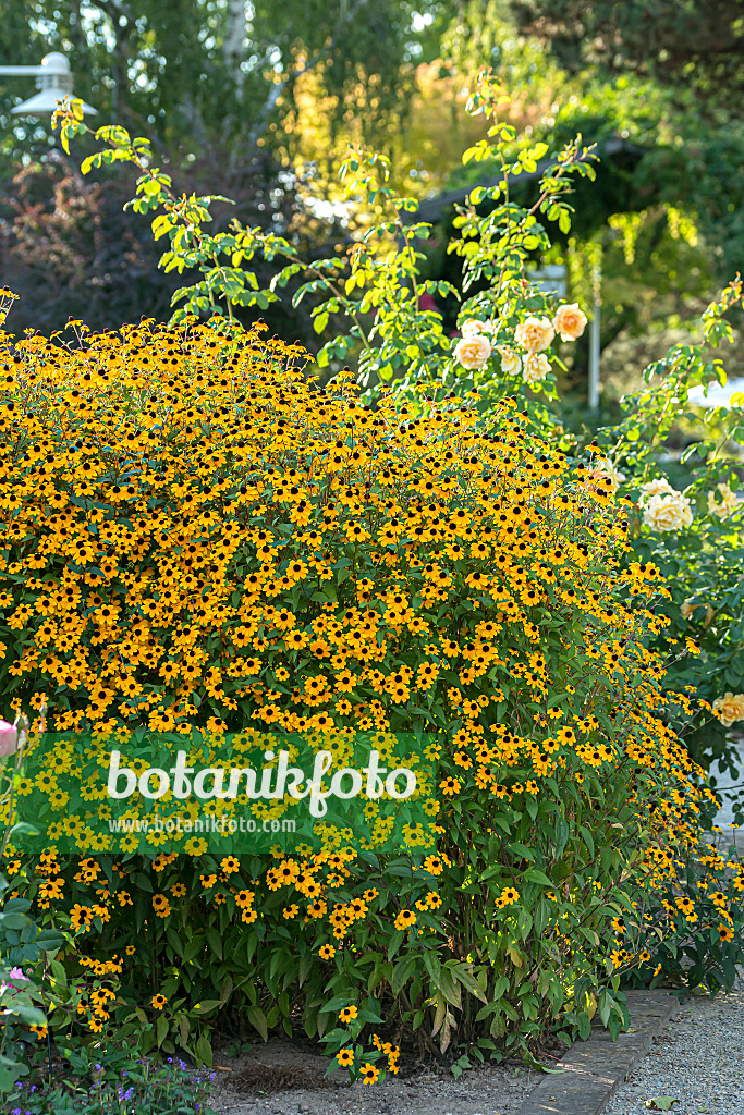 651495 - Brown-eyed Susan (Rudbeckia triloba)