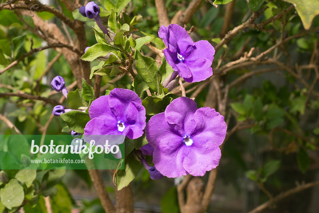 608126 - Brunfelsie (Brunfelsia pauciflora var. calycina)