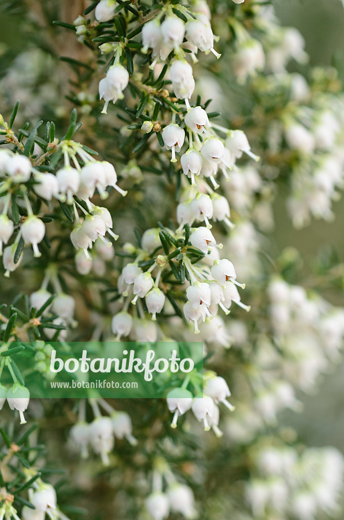492024 - Bruyère arborescente (Erica arborea)