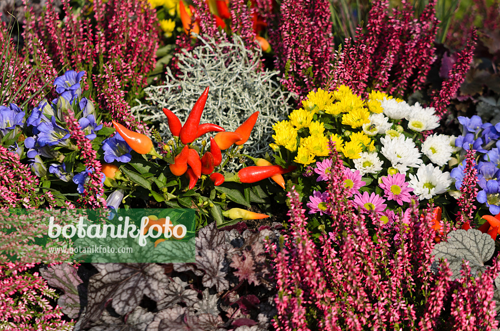 571082 - Bruyères (Calluna), gentianes (Gentiana), piments (Capsicum), heuchères (Heuchera) et chrysanthèmes (Chrysanthemum)