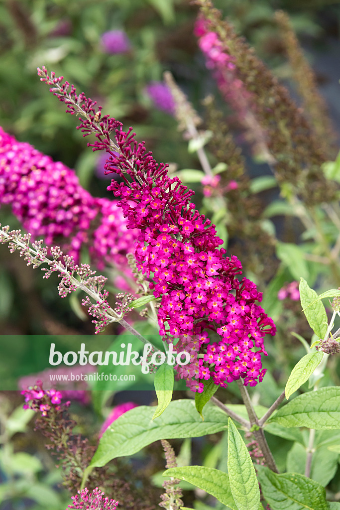 638041 - Buddléia du père David (Buddleja davidii 'Buzz Hot Raspberry')