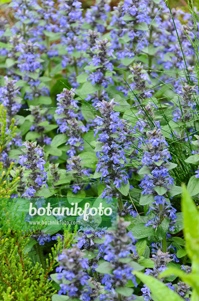 508057 - Bugle de Genève (Ajuga genevensis)