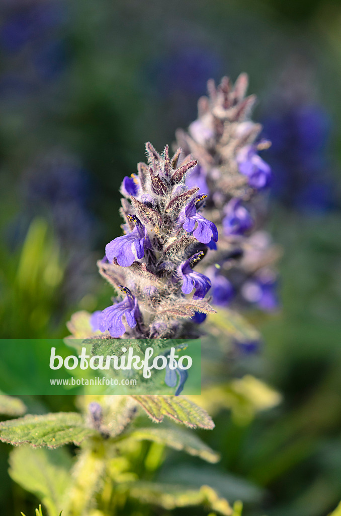 544029 - Bugle de Genève (Ajuga genevensis)