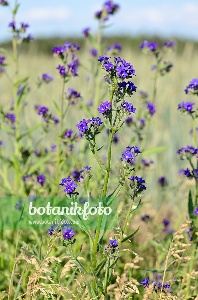 521027 - Buglosse officinale (Anchusa officinalis)