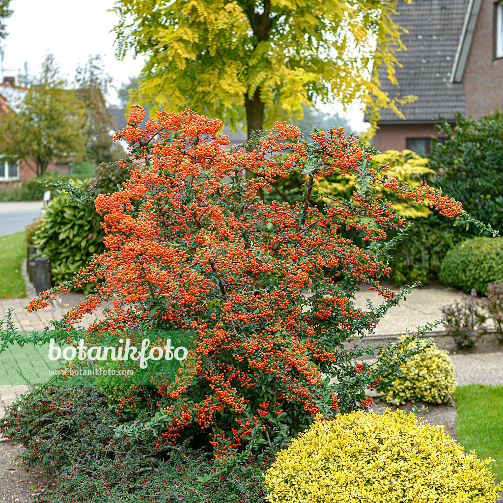 607185 - Buisson ardant (Pyracantha coccinea 'Orange Glow')