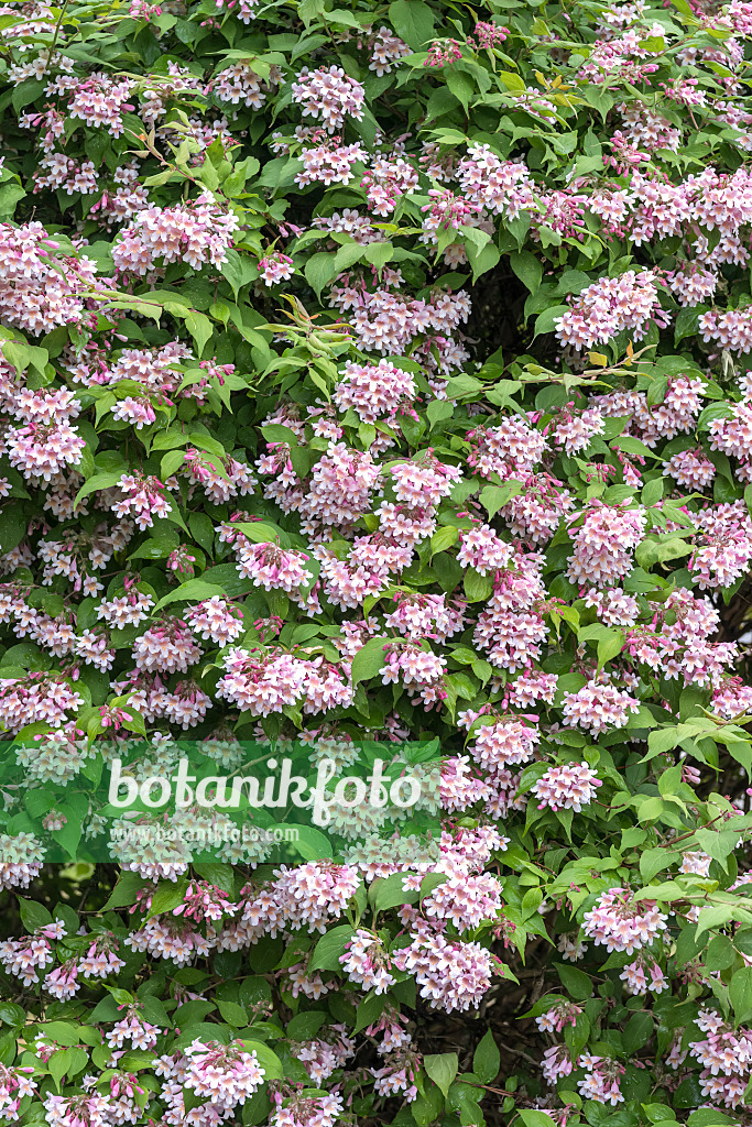 638140 - Buisson de beauté (Kolkwitzia amabilis)
