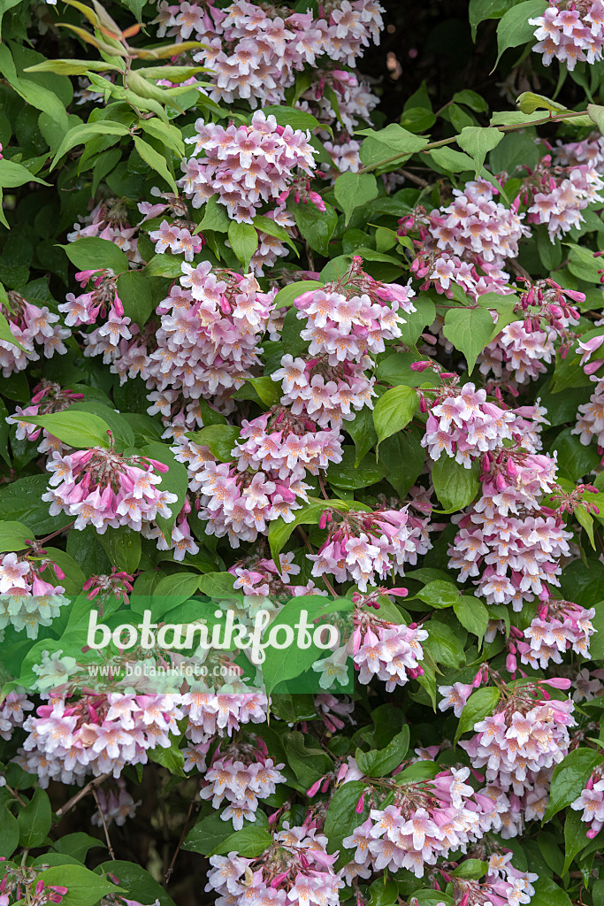 638141 - Buisson de beauté (Kolkwitzia amabilis)