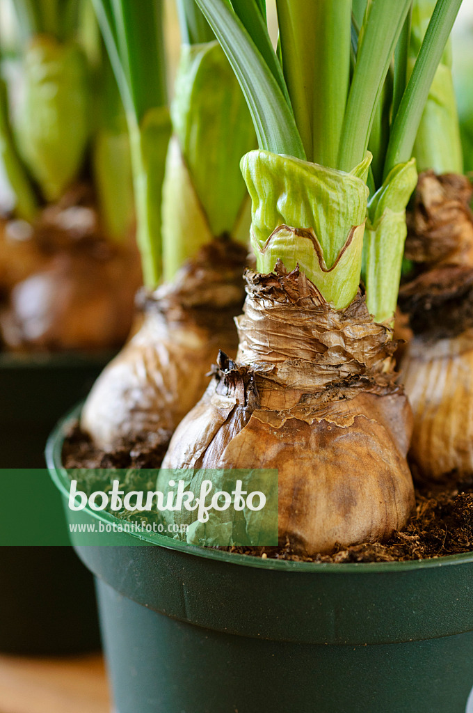 483181 - Bulbes dans un pot