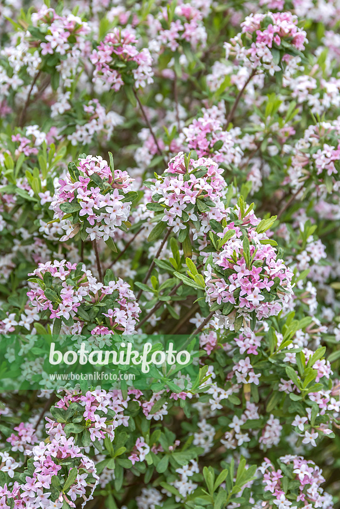 625181 - Burkwood's daphne (Daphne x burkwoodii 'Somerset')