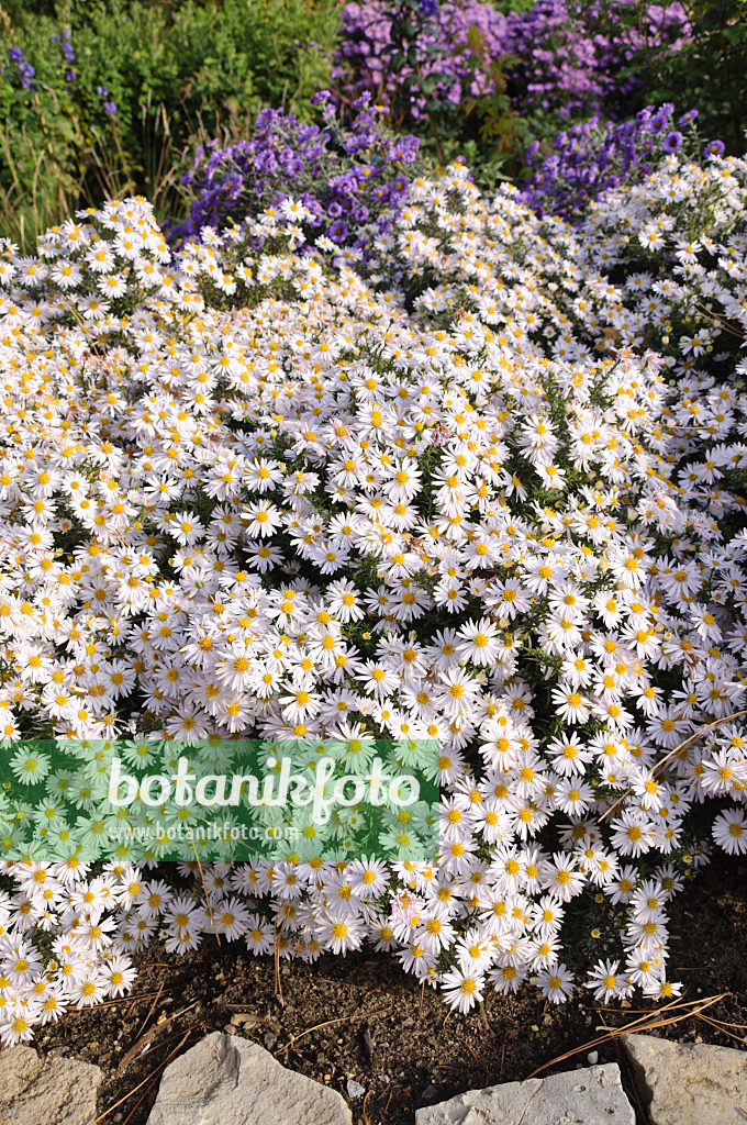 489100 - Bushy aster (Aster dumosus 'Apollo')