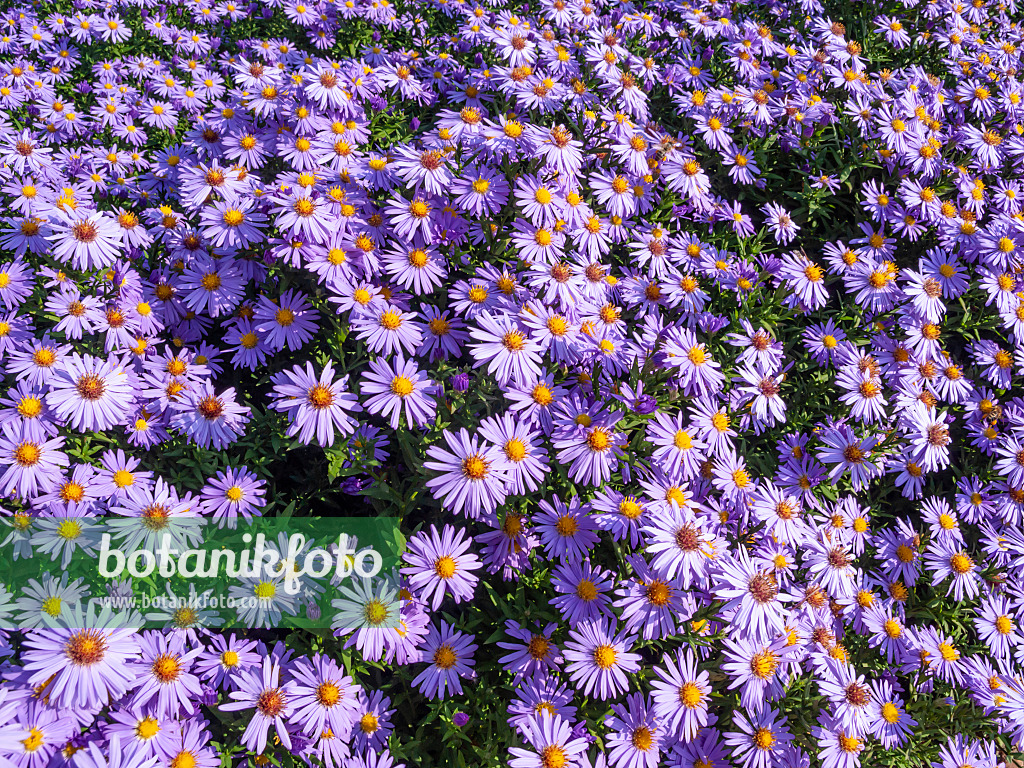 442019 - Bushy aster (Aster dumosus 'Prof. Anton Kippenberg')