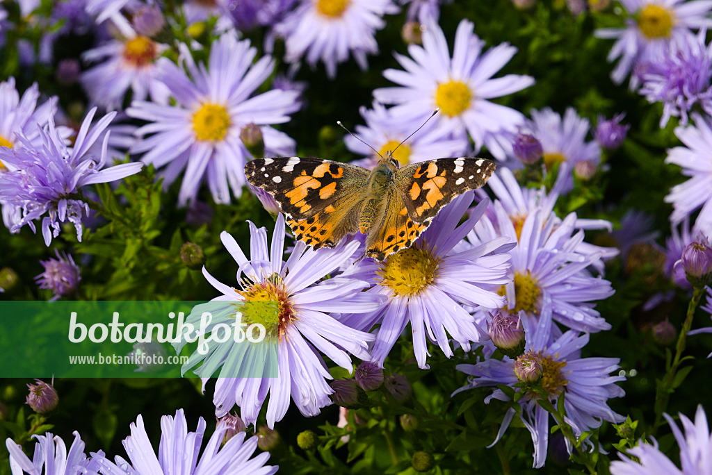 672047 - Bushy aster (Aster dumosus 'Silberteppich') and painted lady (Vanessa cardui)