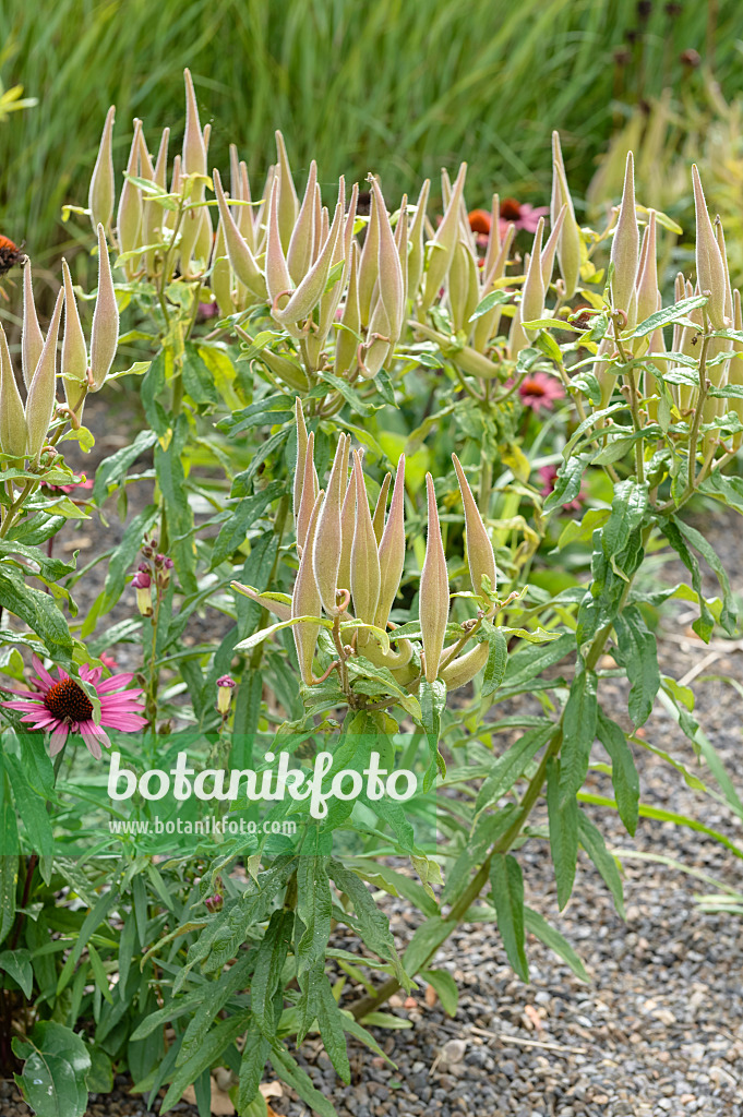 593030 - Butterfly milkweed (Asclepias tuberosa)