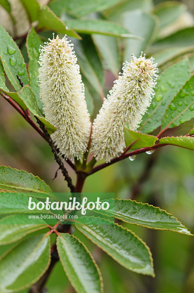 549103 - Butterspoon tree (Cunonia capensis)