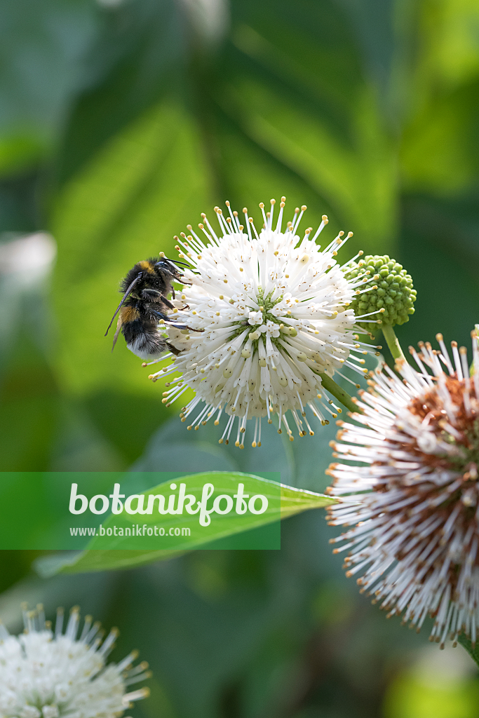 664069 - Button bush (Cephalanthus occidentalis)