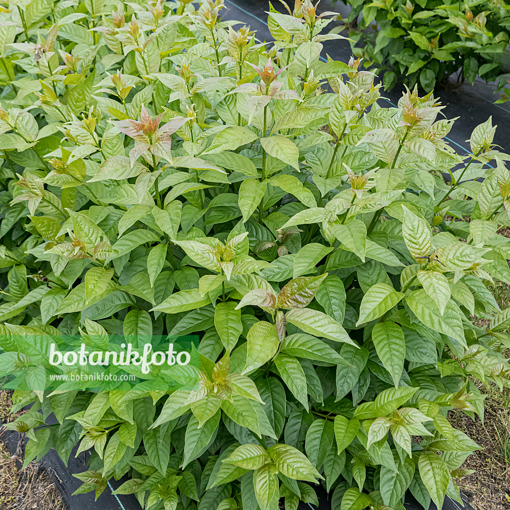 607023 - Button bush (Cephalanthus occidentalis 'Sugar Shack')